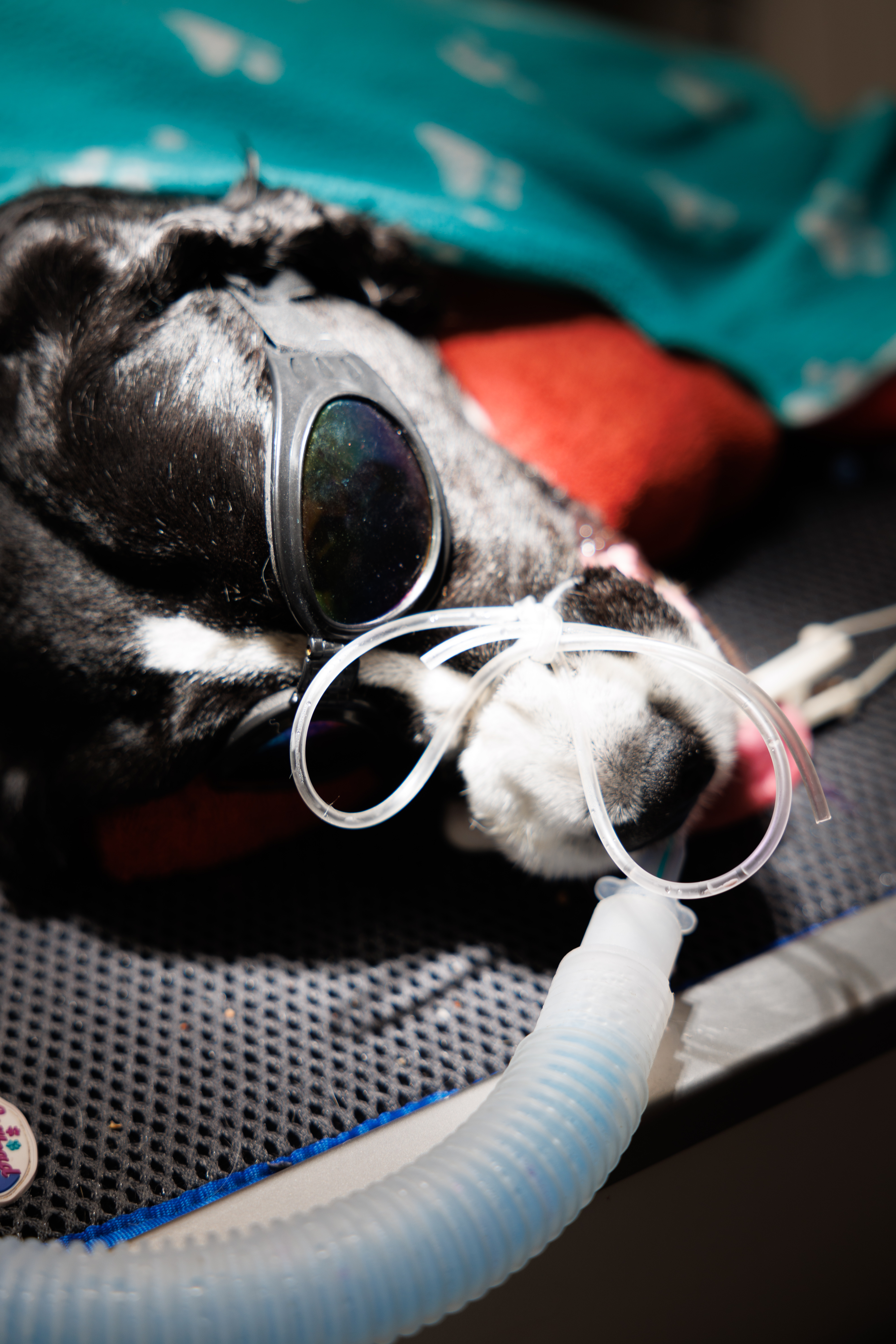 The image shows a dog wearing goggles and an oxygen mask while lying on a surface with medical equipment around, suggesting the dog may be in a medical setting or receiving care.