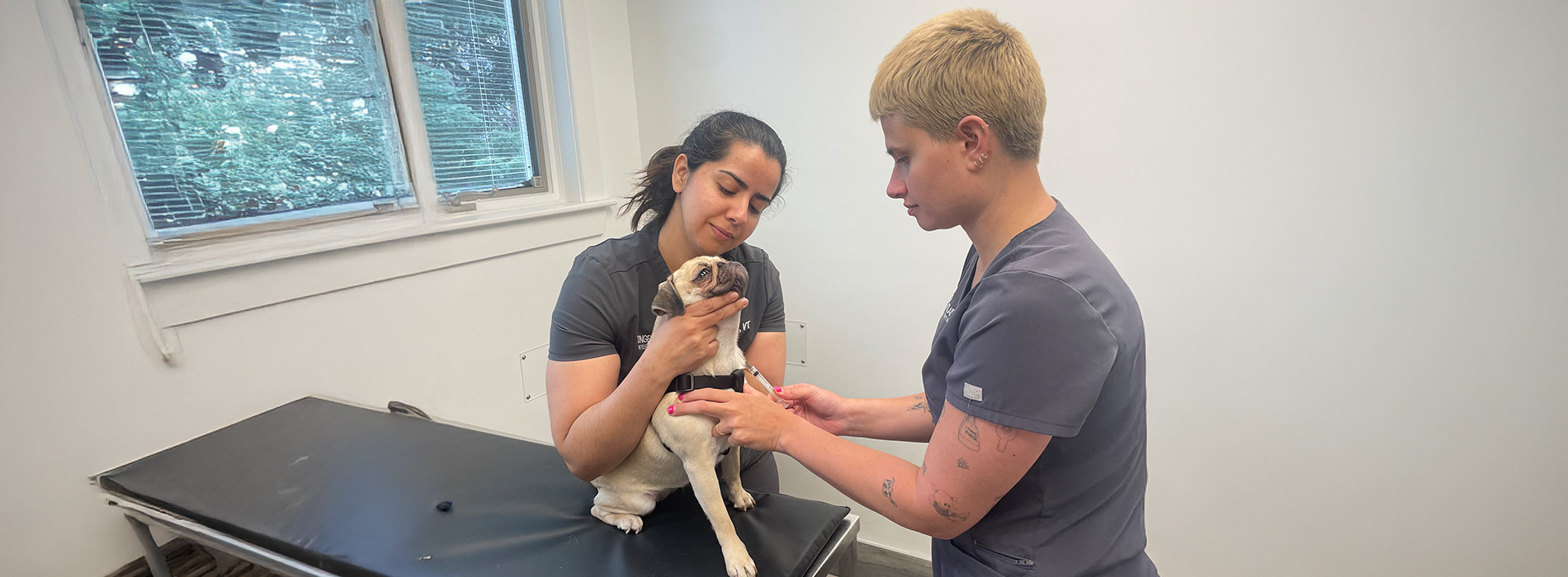 Yonge   St. Clair Veterinary Hospital | Puppy and Kitten Consultations, Wellness Exams and Nutrition Consultations