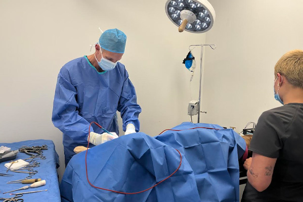 Yonge   St. Clair Veterinary Hospital | Soft Tissue Surgery, Dermatology and Travel Consultations