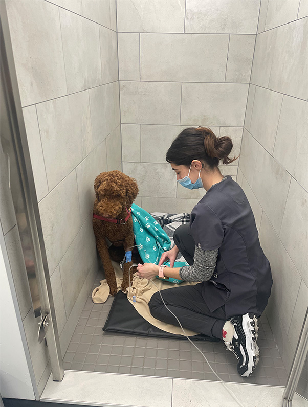 Yonge   St. Clair Veterinary Hospital | Orthopedic Surgery, Wellness Exams and Cryotherapy