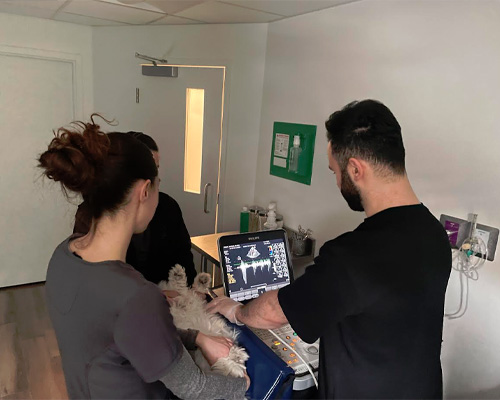 Yonge   St. Clair Veterinary Hospital | Desexing, Diagnostics and Digital Radiology