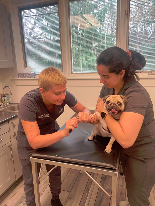 Yonge   St. Clair Veterinary Hospital | Senior Health Checks, Digital Radiology and Parasite Prevention