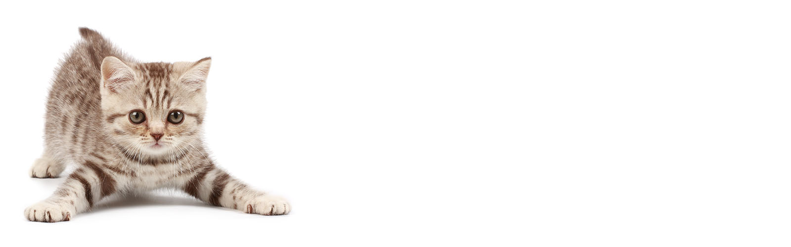 A small kitten sitting on its hind legs with front paws extended outward.