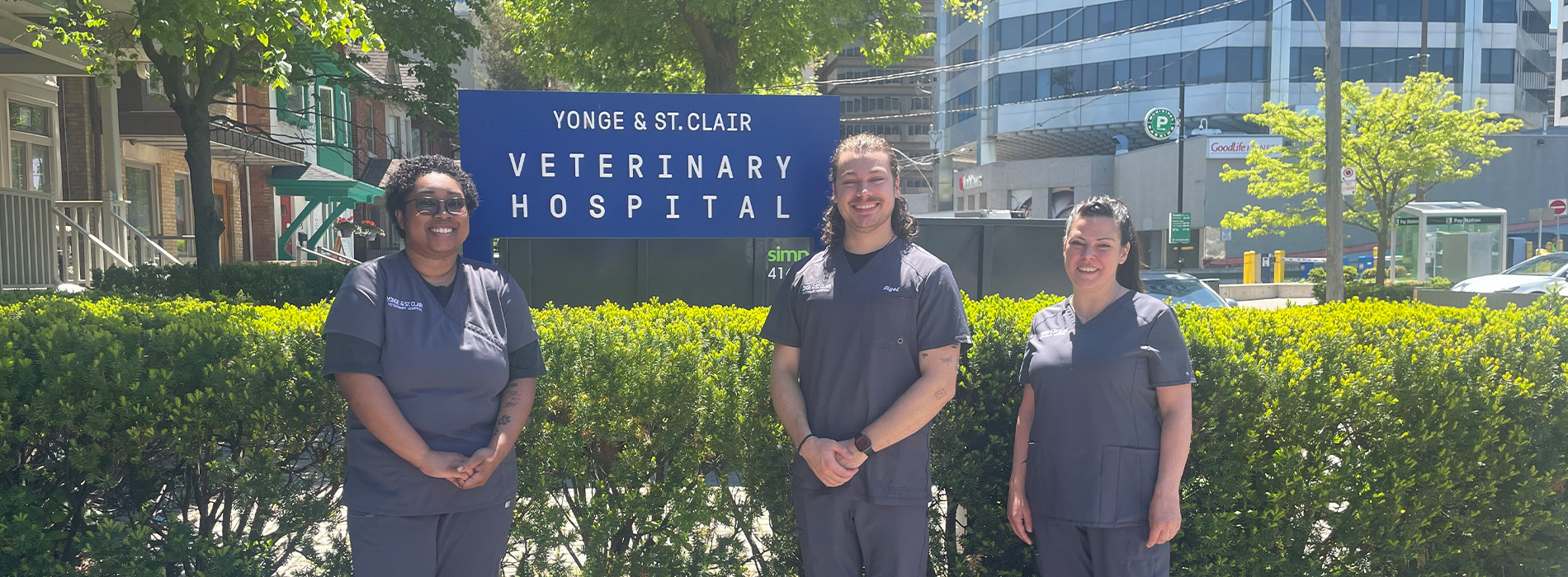 Yonge   St. Clair Veterinary Hospital | Parasite Prevention, Travel Consultations and Puppy and Kitten Consultations