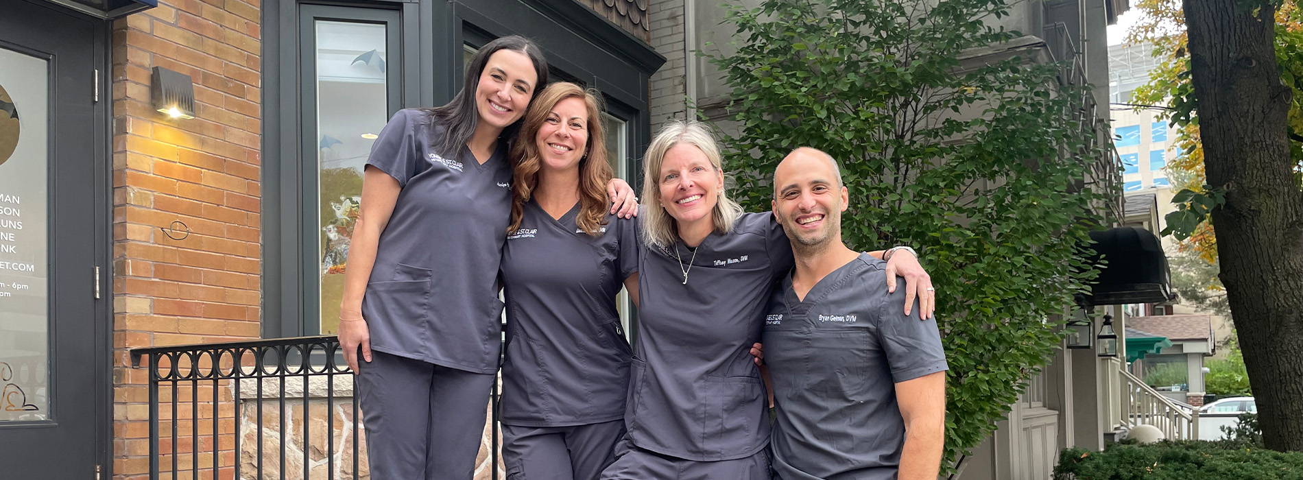 Yonge   St. Clair Veterinary Hospital | Parasite Prevention, Orthopedic Surgery and Puppy and Kitten Consultations