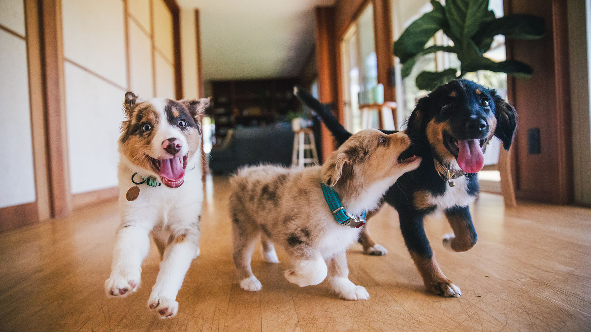 Three dogs, two with short legs and one with long legs, are standing in a room with a wooden floor, looking at the camera with their tongues out.