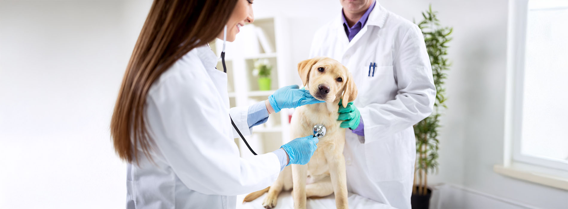 The image depicts a veterinarian attending to a dog with a medical mask on its face, while another person watches from behind.