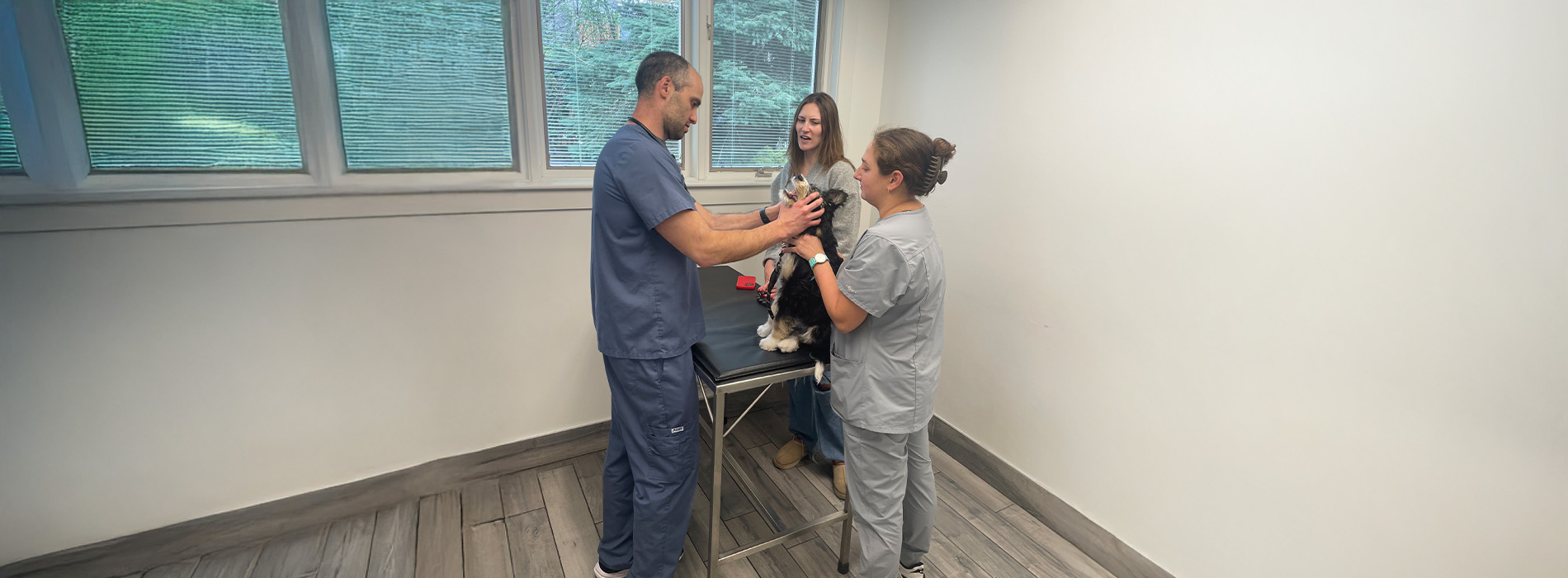 Yonge   St. Clair Veterinary Hospital | Senior Health Checks, Dermatology and Travel Consultations
