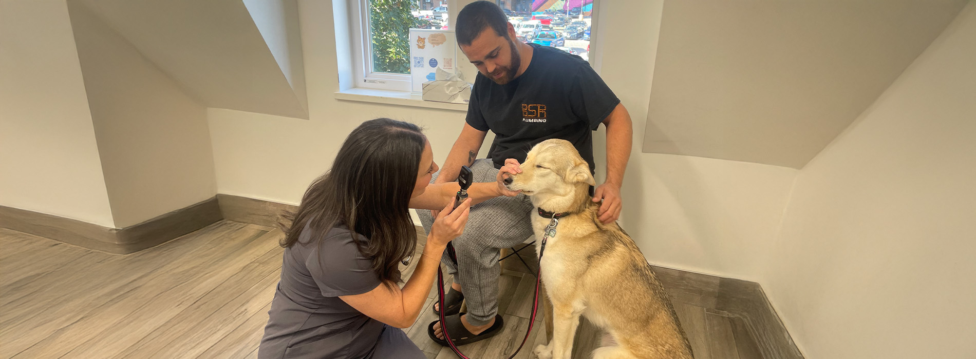 Yonge   St. Clair Veterinary Hospital | Dermatology, Vaccinations and Orthopedic Surgery