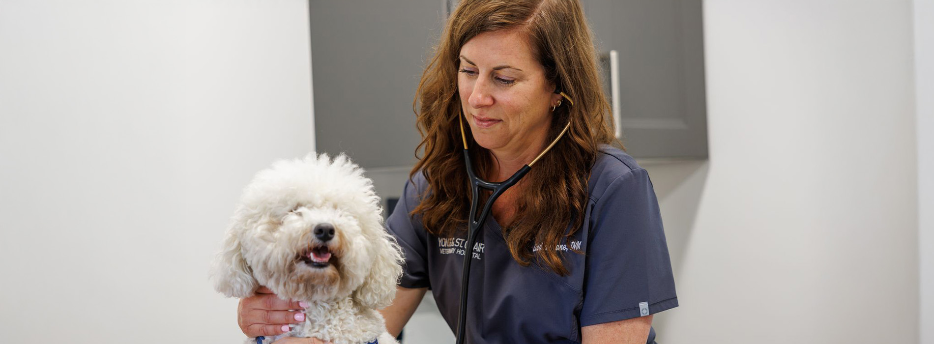 Yonge   St. Clair Veterinary Hospital | Digital Radiology, Travel Consultations and Orthopedic Surgery