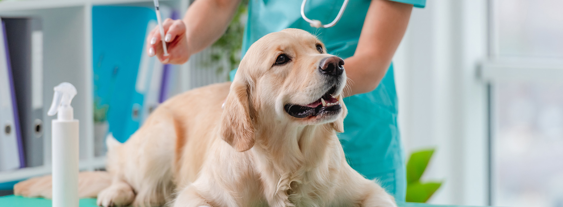 Yonge   St. Clair Veterinary Hospital | Dentistry, Wellness Exams and Diagnostics