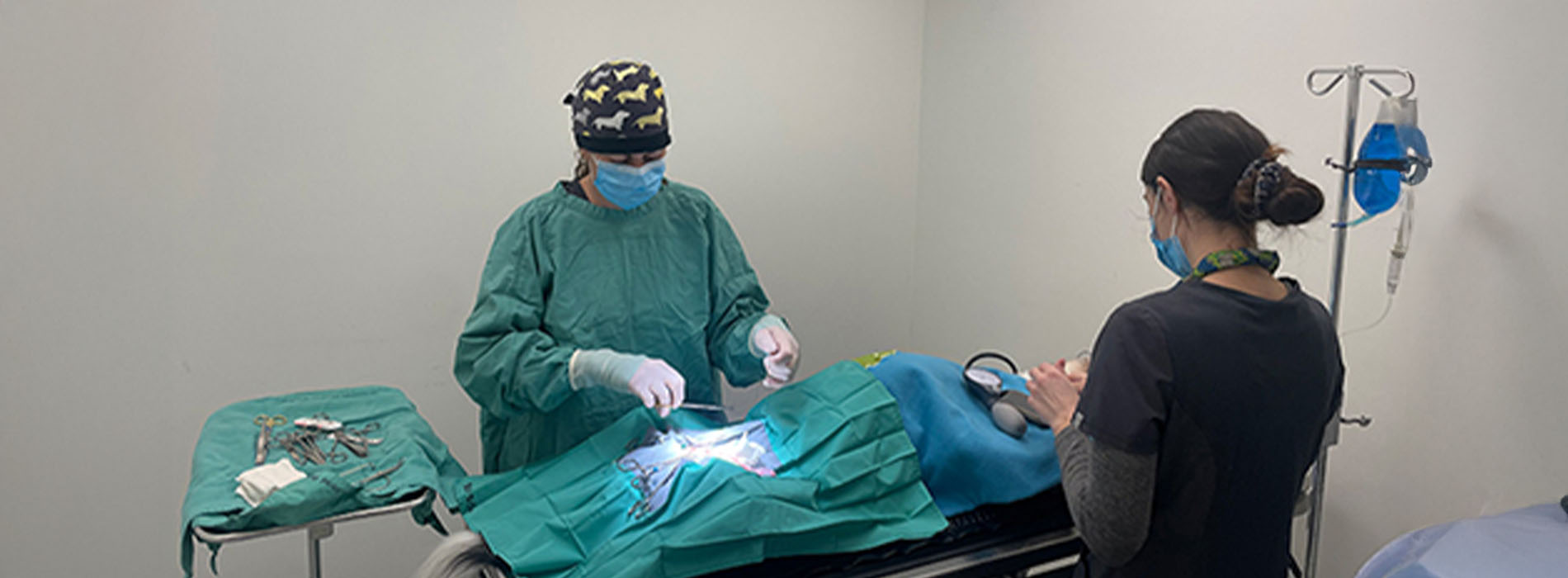 Yonge St. Clair Veterinary Hospital | Travel Consultations, Orthopedic Surgery and Wellness Exams