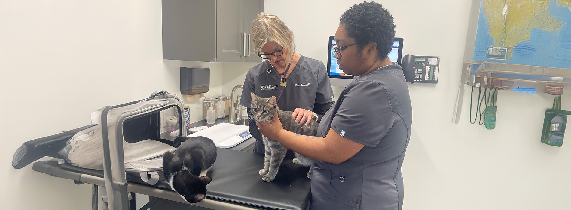 Yonge   St. Clair Veterinary Hospital | Vaccinations, Ultrasound and Echocardiogram and End of Life