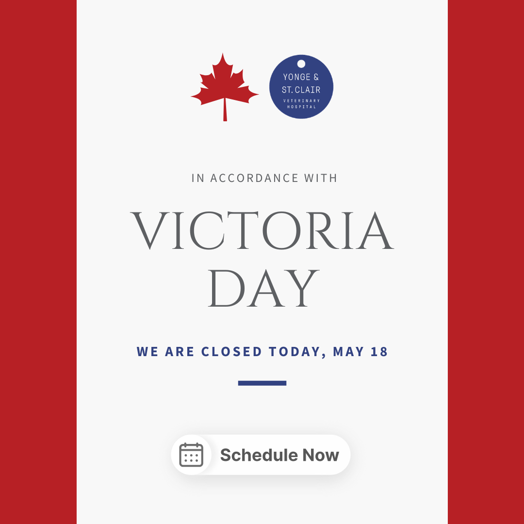 Yonge   St. Clair Veterinary Hospital | Puppy and Kitten Consultations, Soft Tissue Surgery and Senior Health Checks