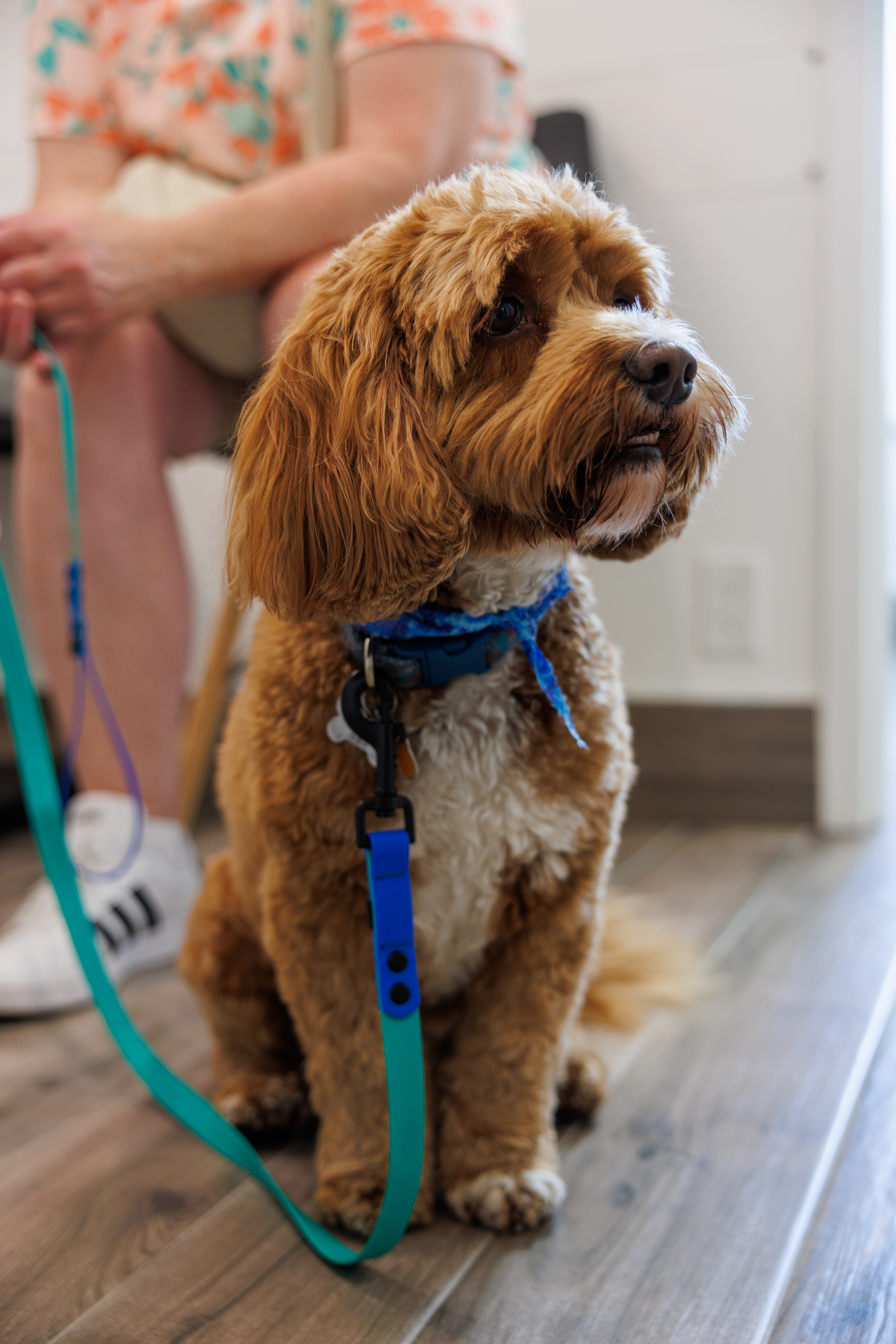 A brown dog wearing a blue harness sits on the floor, looking at the camera with a leash attached to its collar.