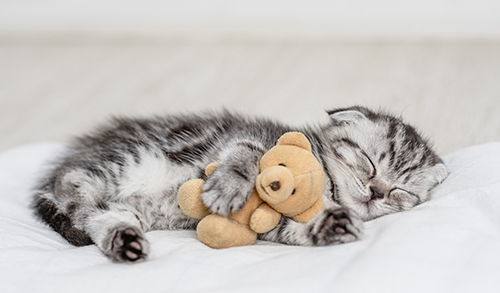 Kitten sleeping with teddy bear on bed.